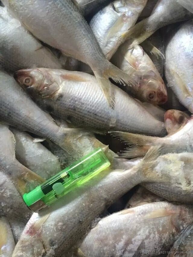 供应块冻黄鱼