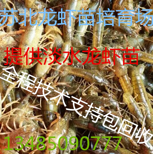供应小龙虾苗种