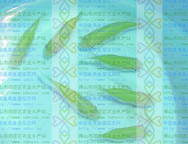供应珍珠草鱼苗