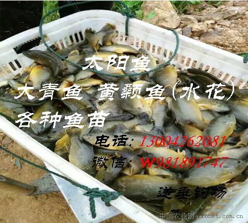 供应太阳鱼苗