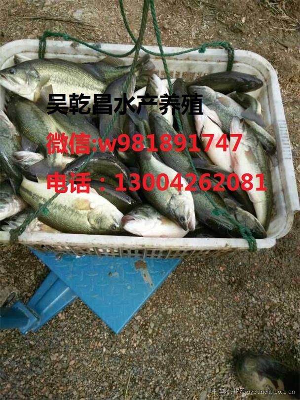 供应加州鲈鱼
