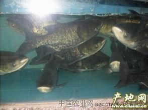供应3.5.7两以上花鲢苗