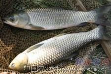供应草鱼苗