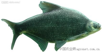 供应1斤以上鳊鱼