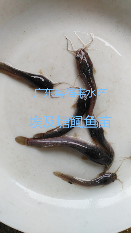 供应革胡子鲶鱼苗，胡子鲶鱼苗大量批发