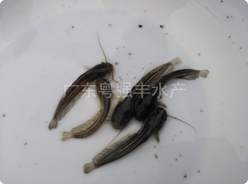 供应广东鲶鱼苗