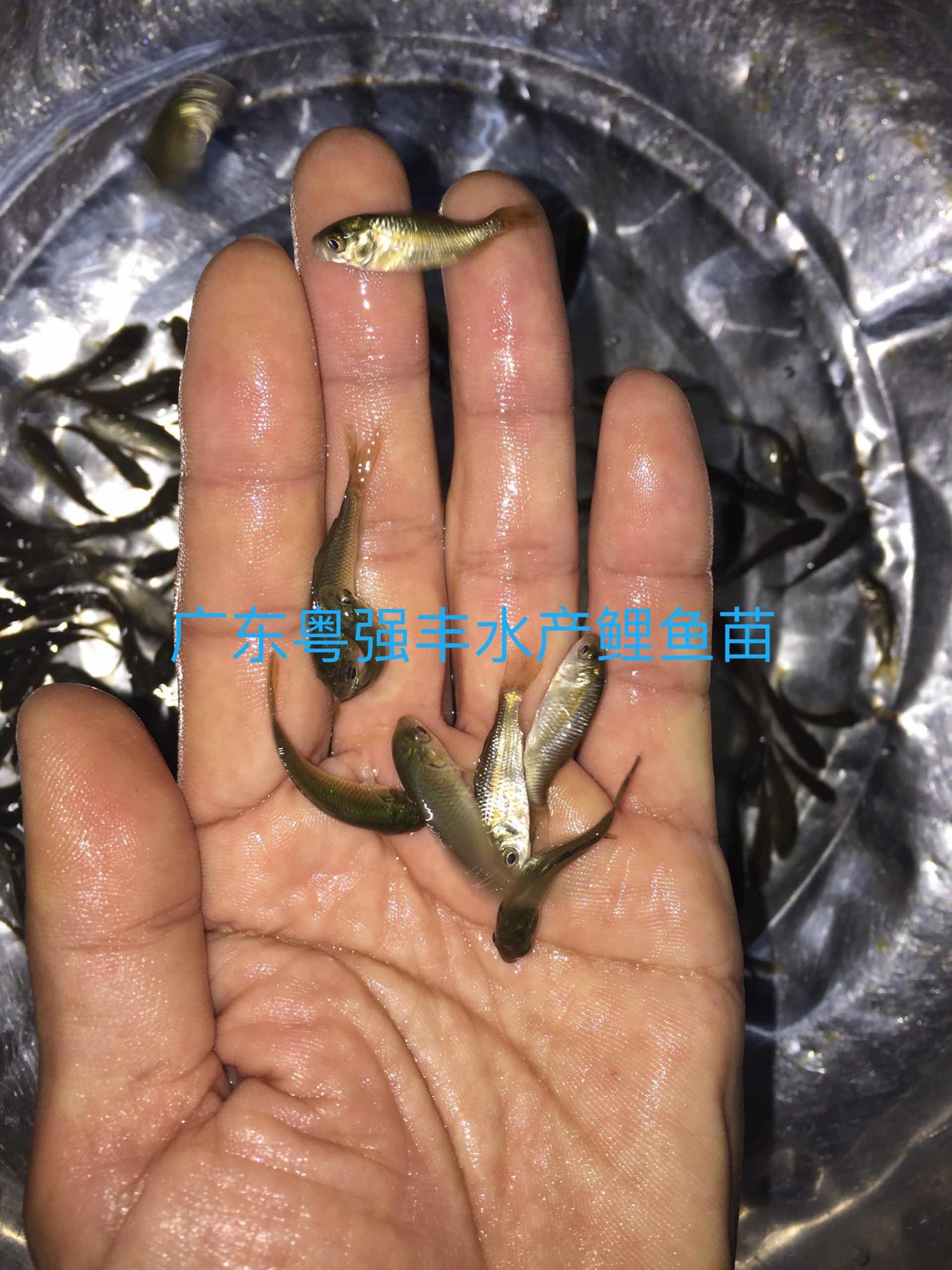 供应鲤鱼苗