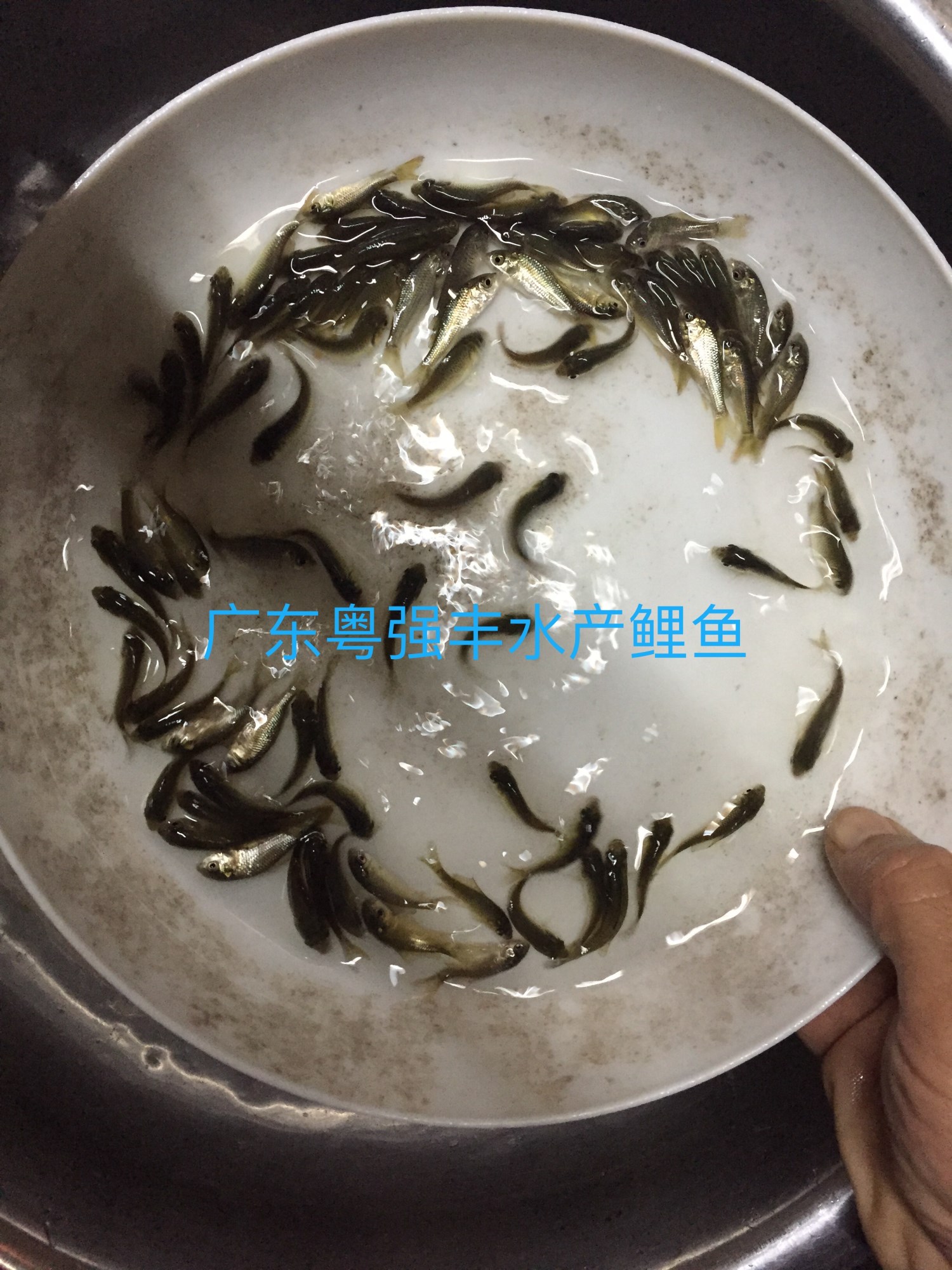 供应鲤鱼苗