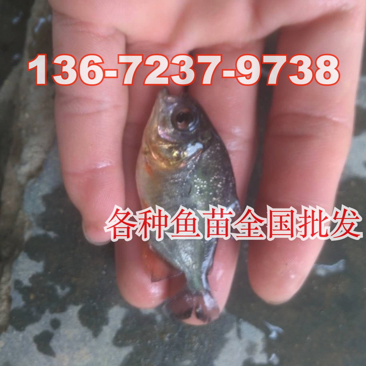 供应白鲳鱼苗