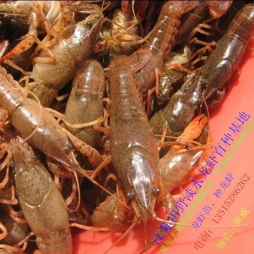 供应小龙虾苗种