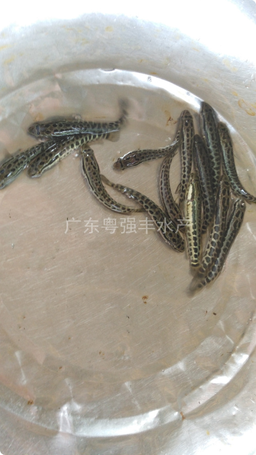 供应广东粤强丰黑鱼苗