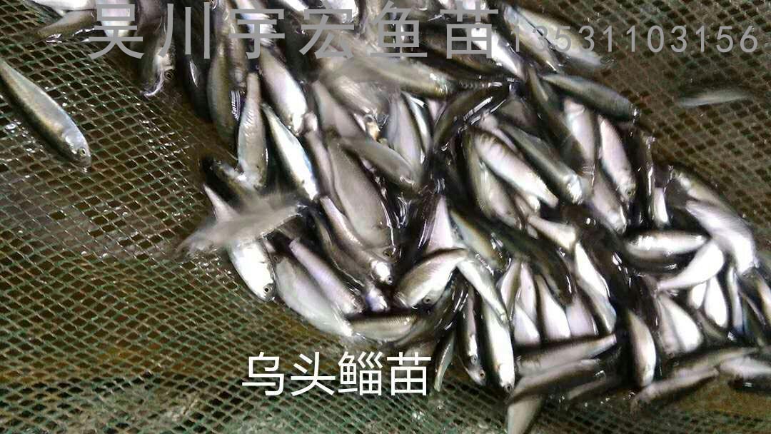 供应乌鲻鱼苗，金古鱼苗，鲎苗