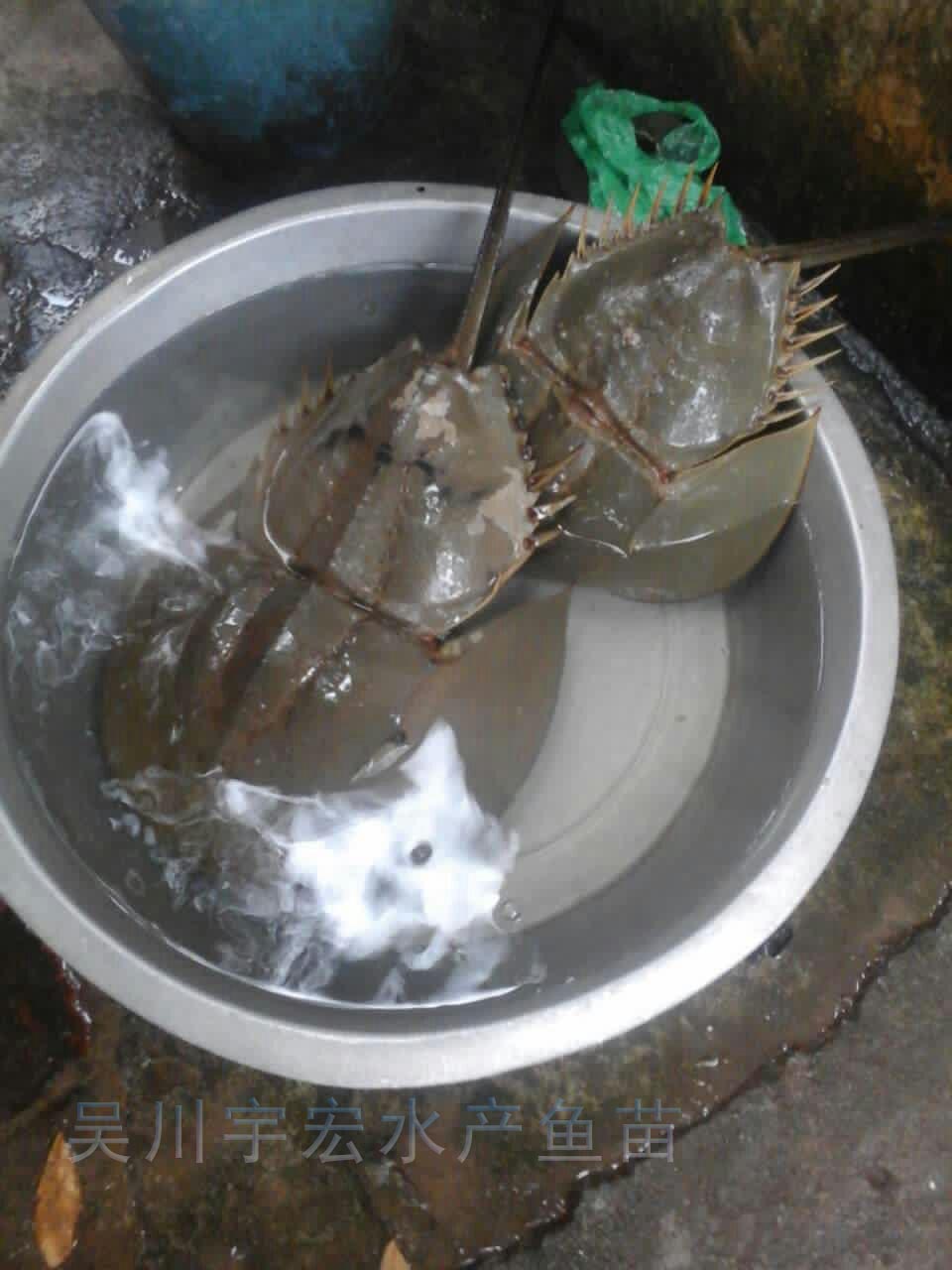 供应圆尾鲎，东方鲎，公婆鲎鱼