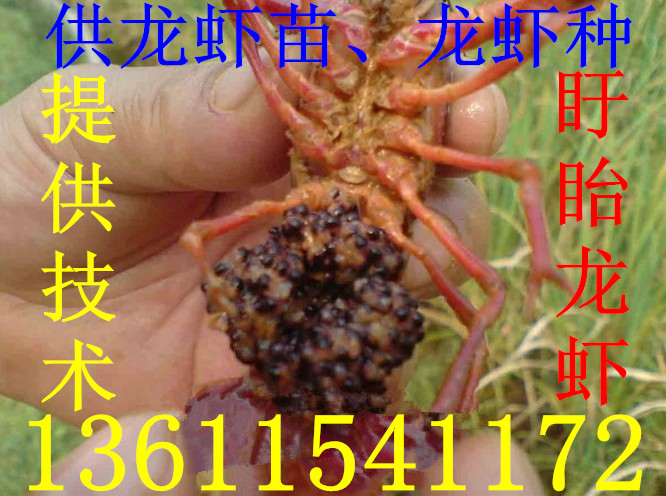 供应龙虾苗，种虾，抱卵虾