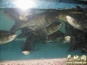 供应3、4、5两以上花鲢苗