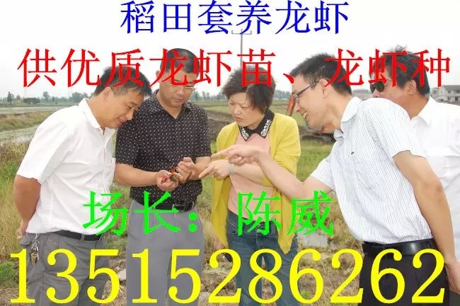 供应淡水小龙虾种苗