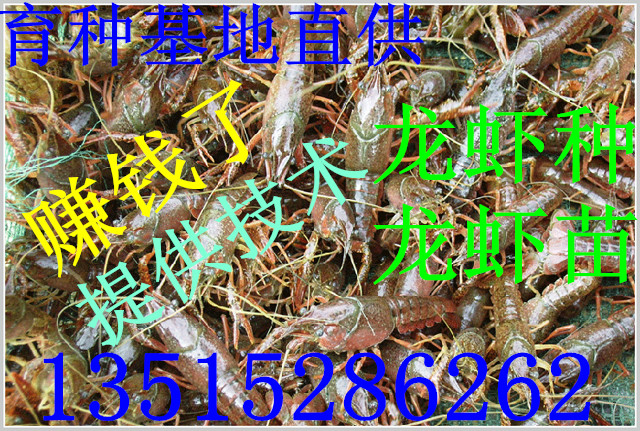 供应小龙虾苗