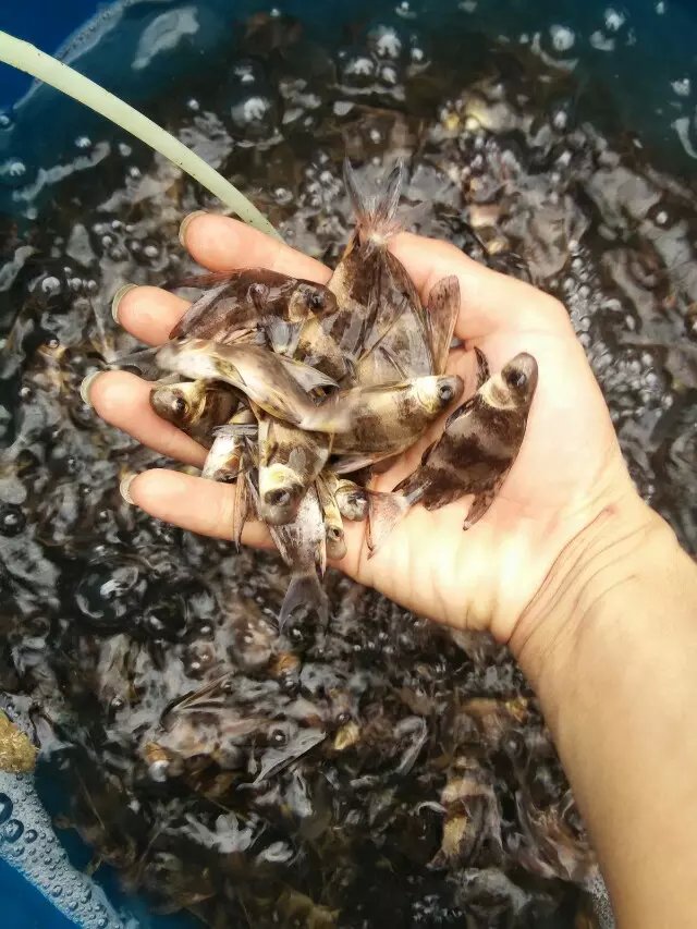 供应胭脂鱼苗