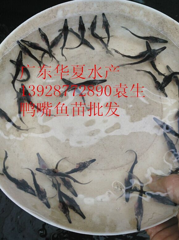 供应鸭嘴鲟鱼苗