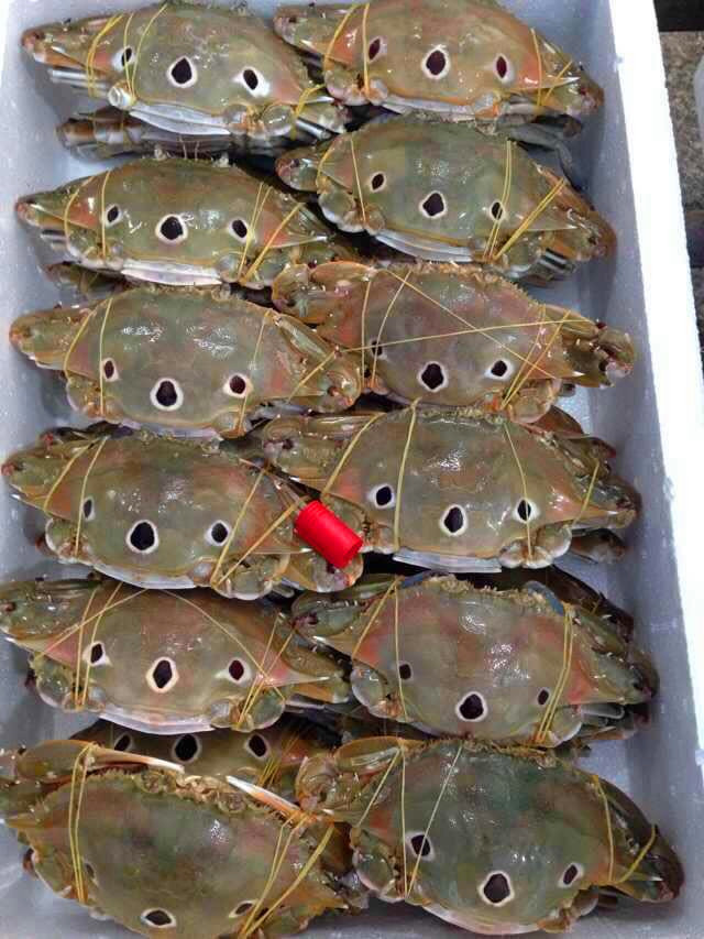 供应红膏三点蟹，红膏蟹，红母