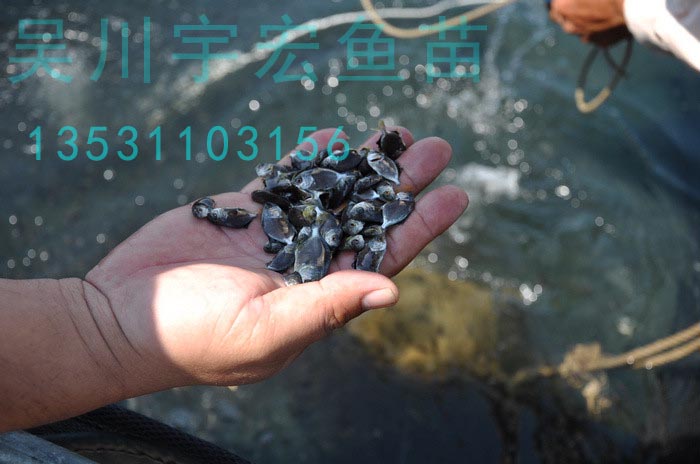 供应金鲳鱼苗