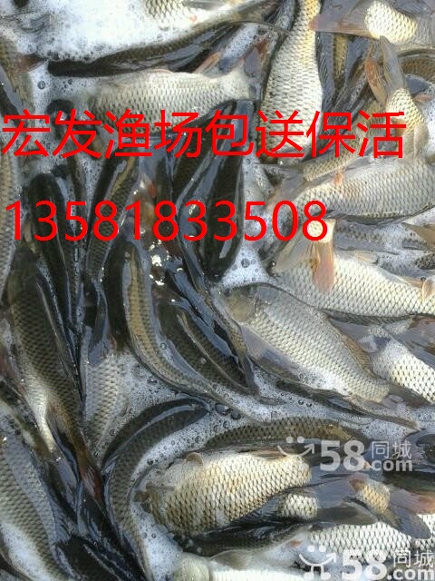供应各种鲤鱼苗