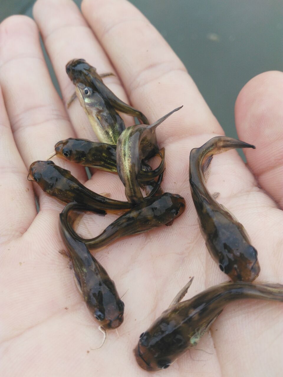 供应武昌鱼苗
