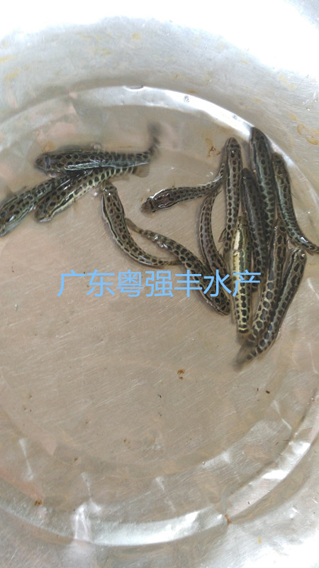 供应黑鱼苗