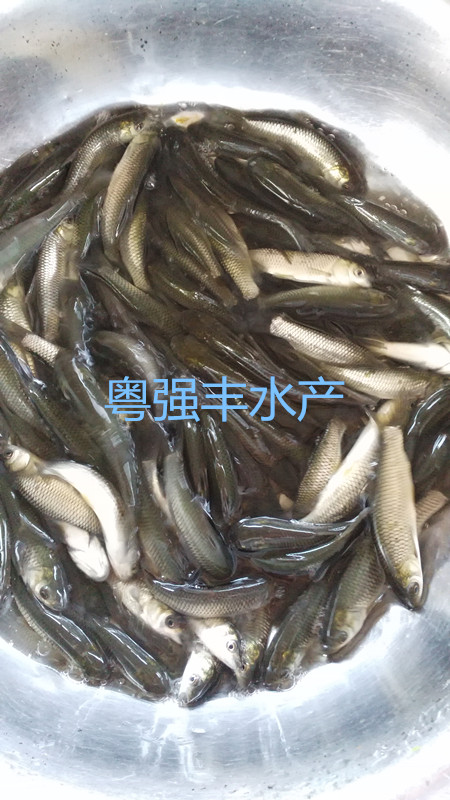 供应草鱼苗