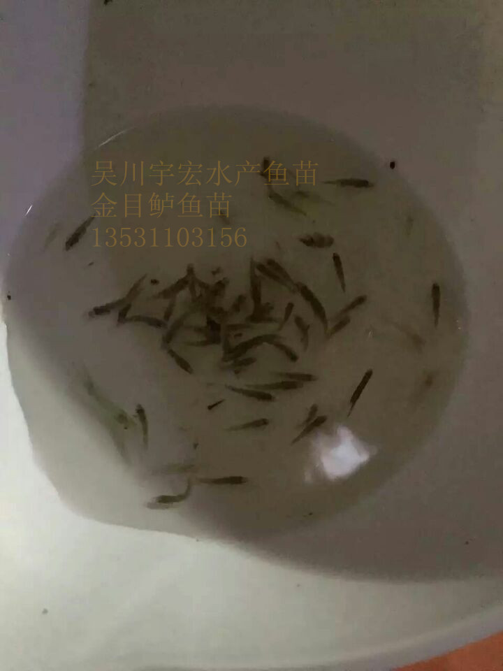 供应金目鲈鱼，尖吻鲈鱼苗