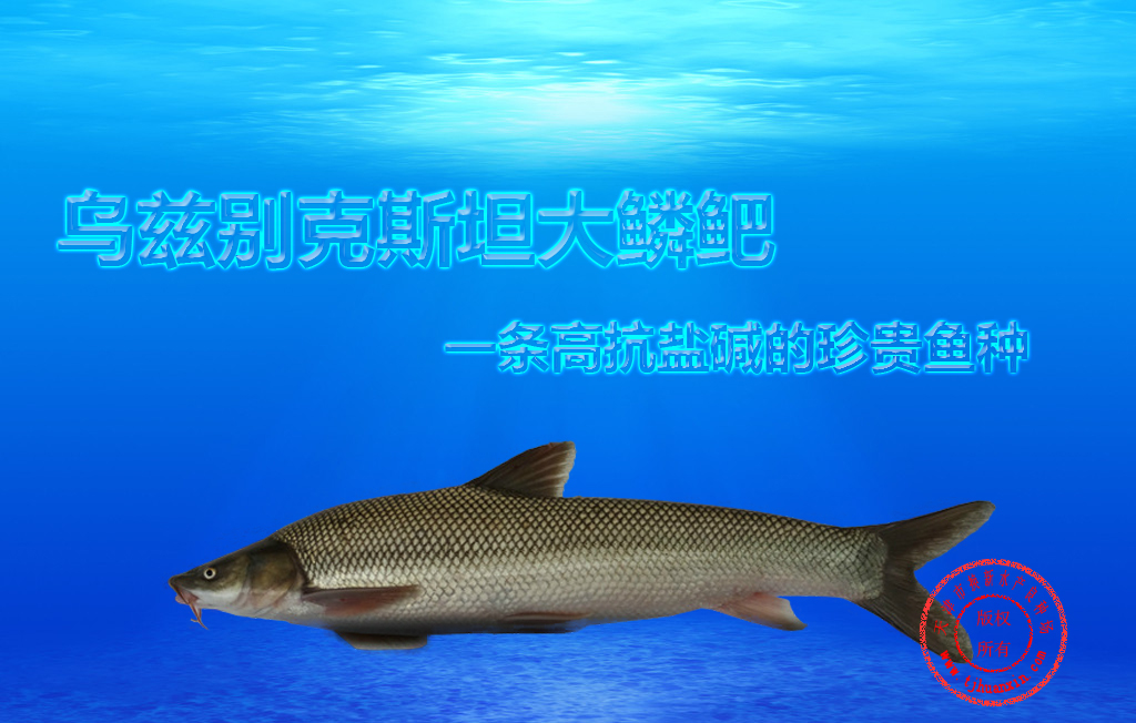 供应乌兹别克斯坦大鳞鲃鱼苗