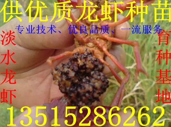 供应小龙虾苗种