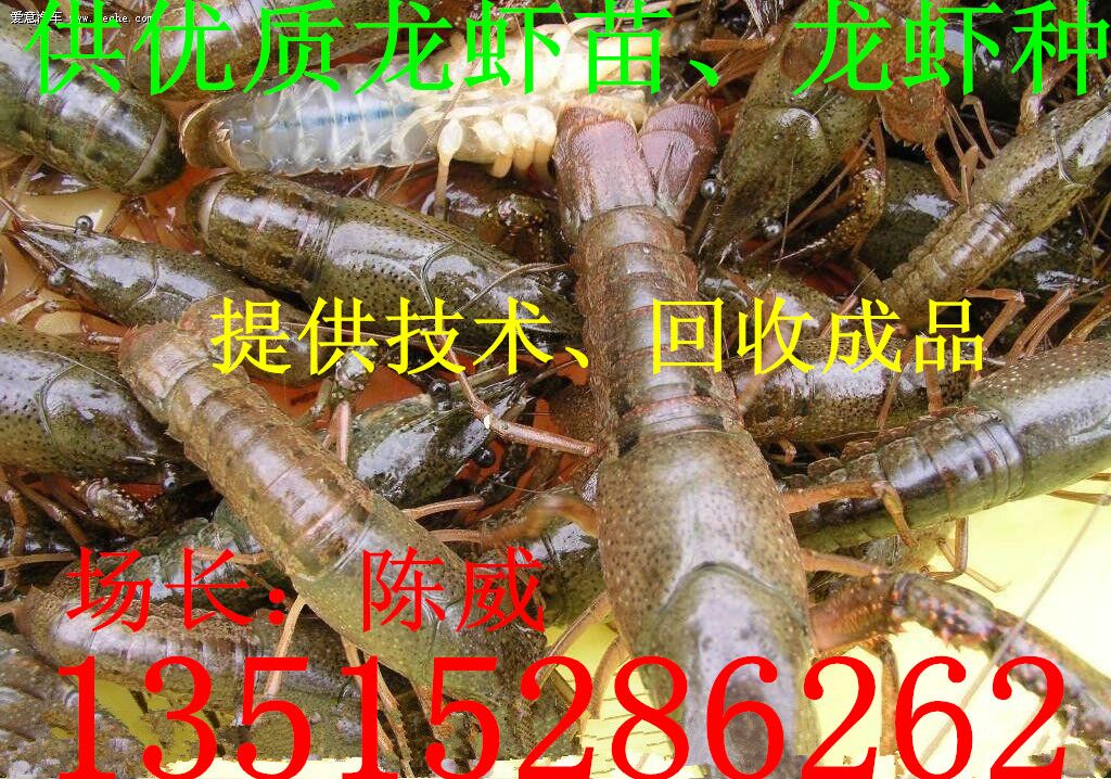 供应小龙虾种苗