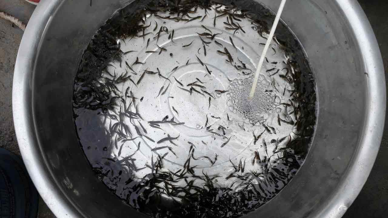 供应优质泥鳅