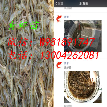 供应青虾苗 河虾