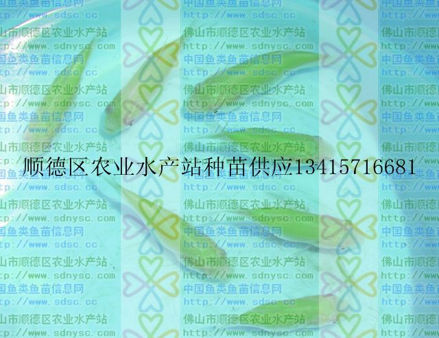 供应珍珠草鱼鱼苗，成品鱼