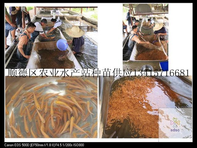 供应金丝鲩，金鲩鱼鱼苗，成品鱼