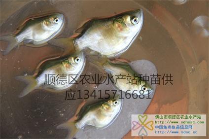 供应缩骨大头鱼苗