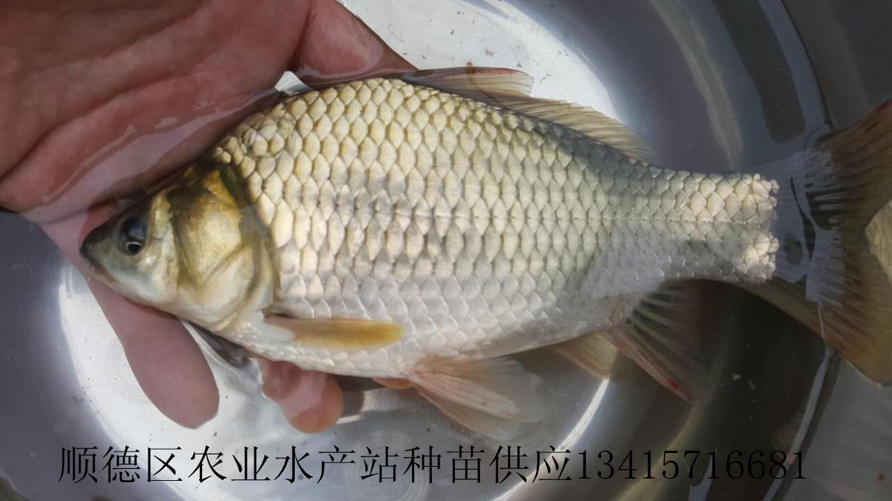 供应快大鲫鱼苗