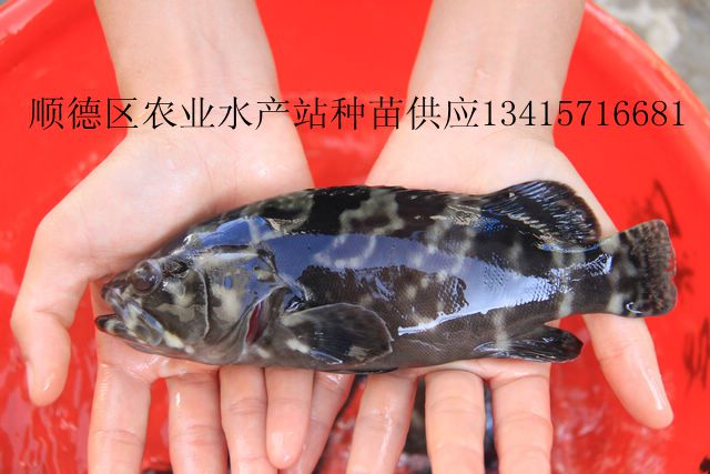 供应淡水龙胆鱼苗