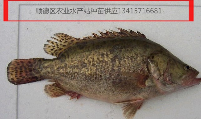 供应桂鱼苗