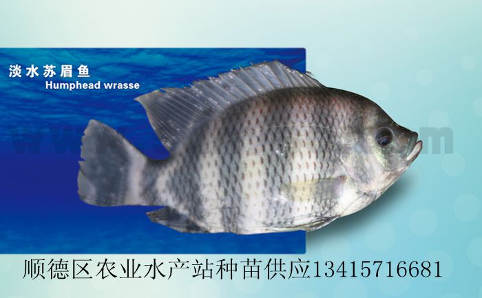 供应苏眉苗