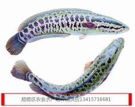 供应乌鱼苗