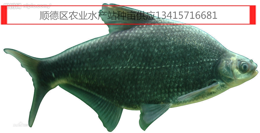 供应海鳊鱼苗