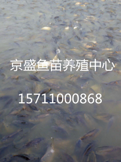 供应草鱼鲤鱼鲫鱼等