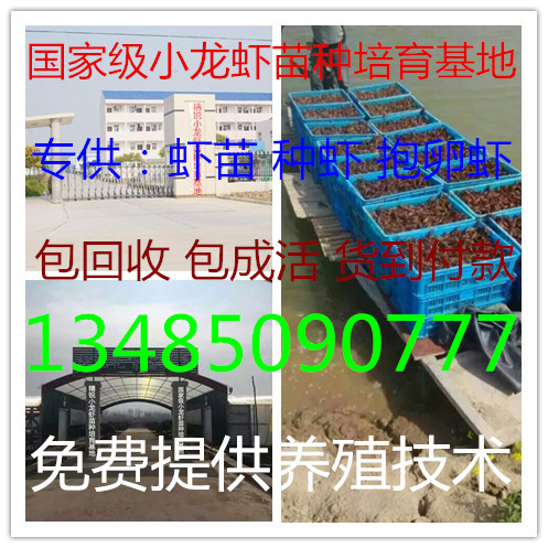 供应小龙虾苗种