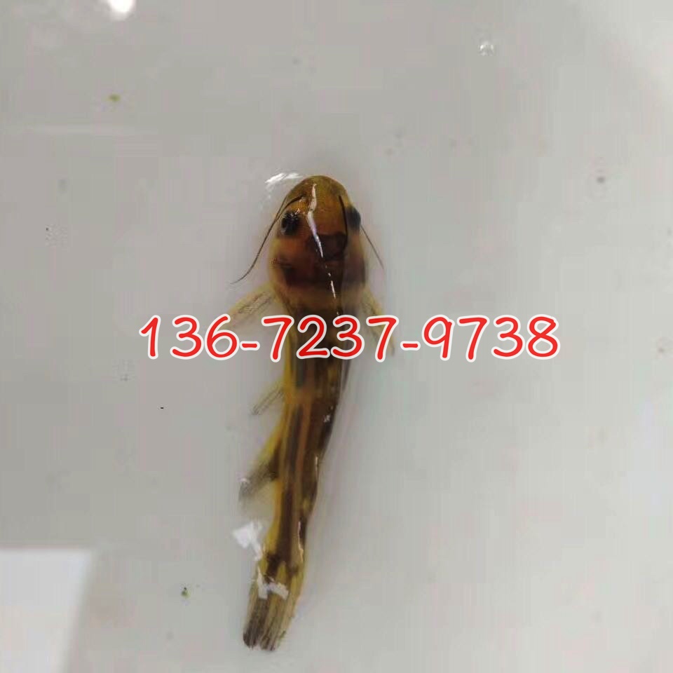 供应长江草鱼苗