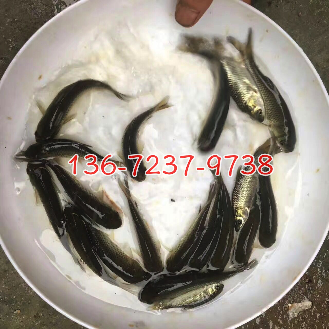 供应长江草鱼苗