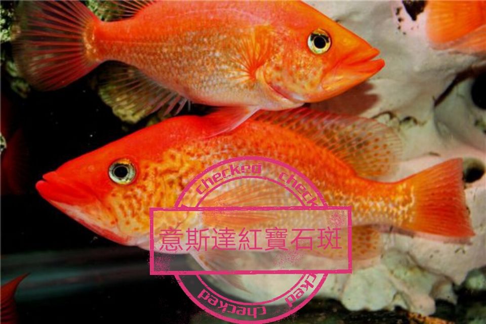 供应石斑鱼