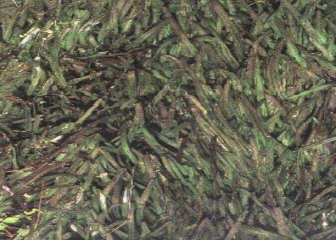 供应蟹苗苦草种